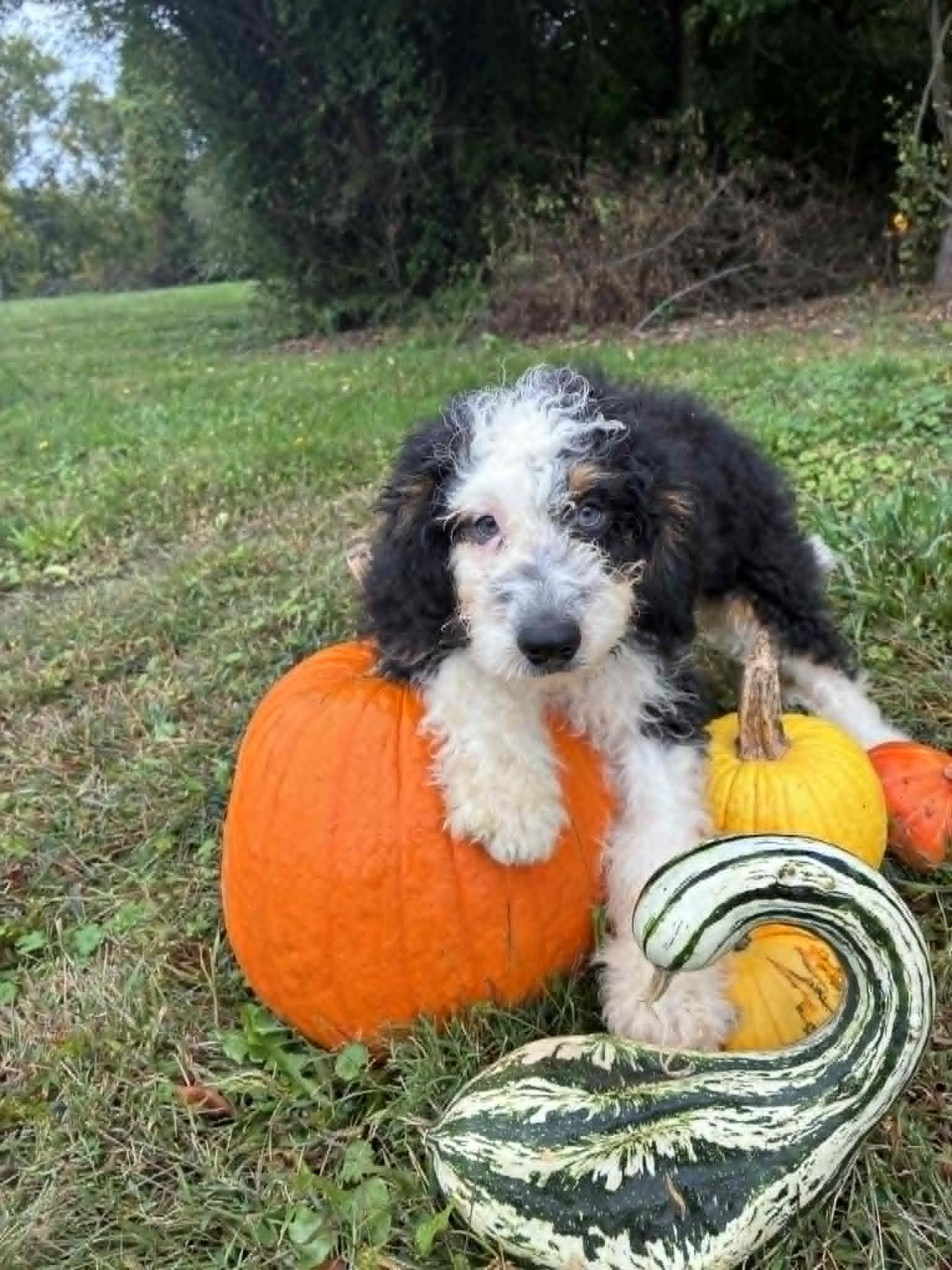 Trevor, Adoptable, Puppy Male Bernese Mountain Dog.