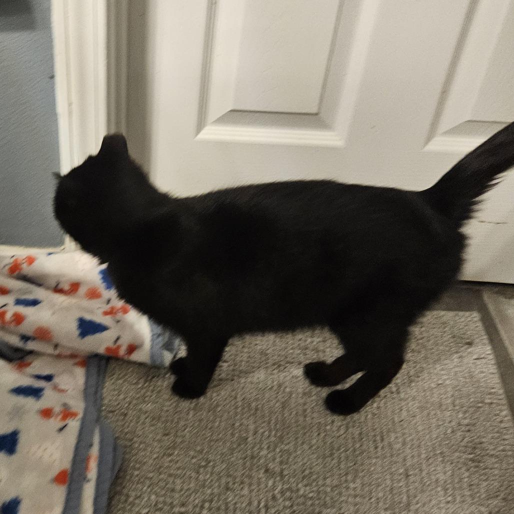 Scarlett, Adoptable, Adult Female Domestic Short Hair.