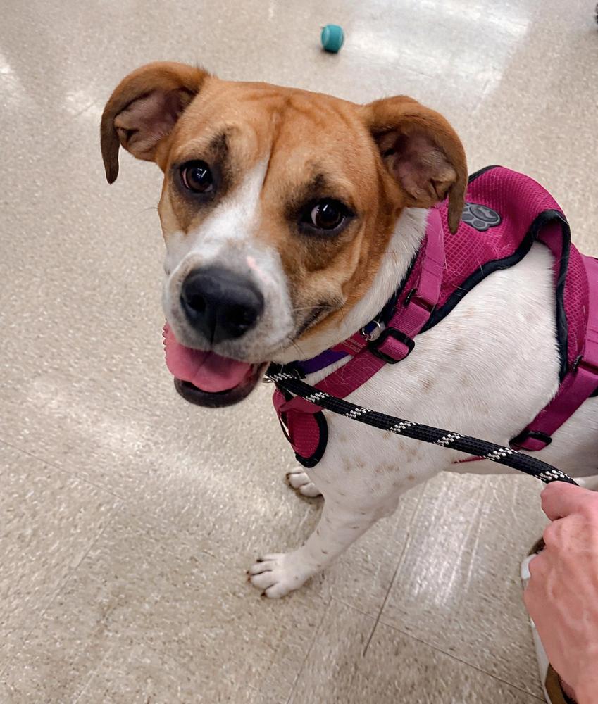 Raya, Adoptable, Young Female Boxer & American Bulldog.
