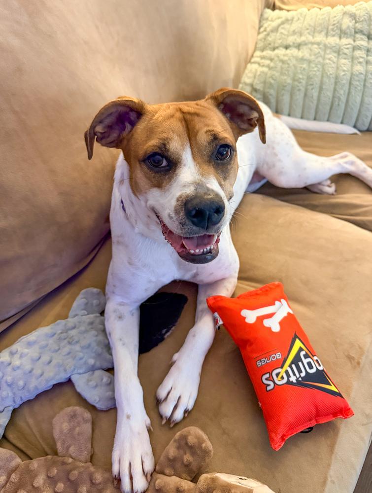 Enlarge Raya, a Adoptable mixed breed in Lancaster, PA image 5/6