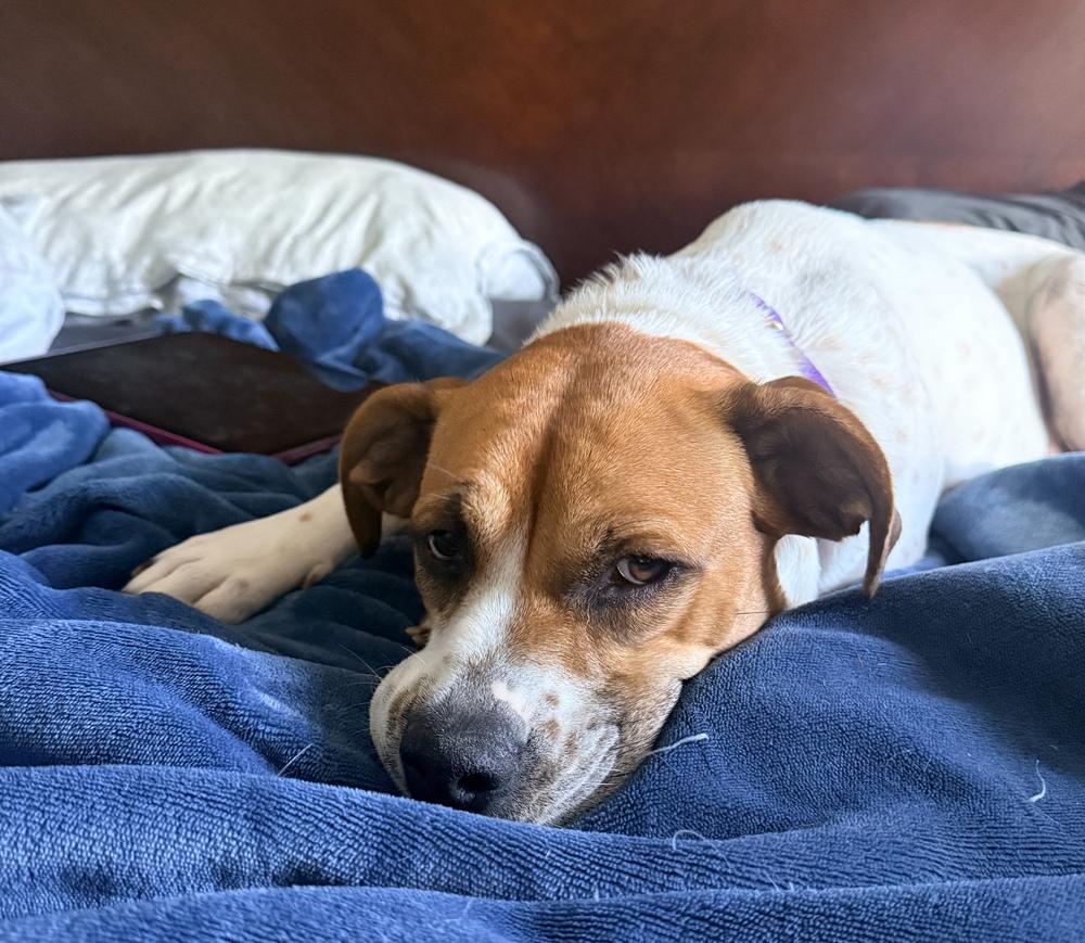 Enlarge Raya, a Adoptable mixed breed in Lancaster, PA image 6/6