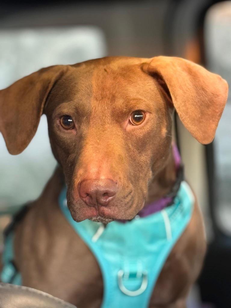 Brownie, Adoptable, Adult Male Labrador Retriever.