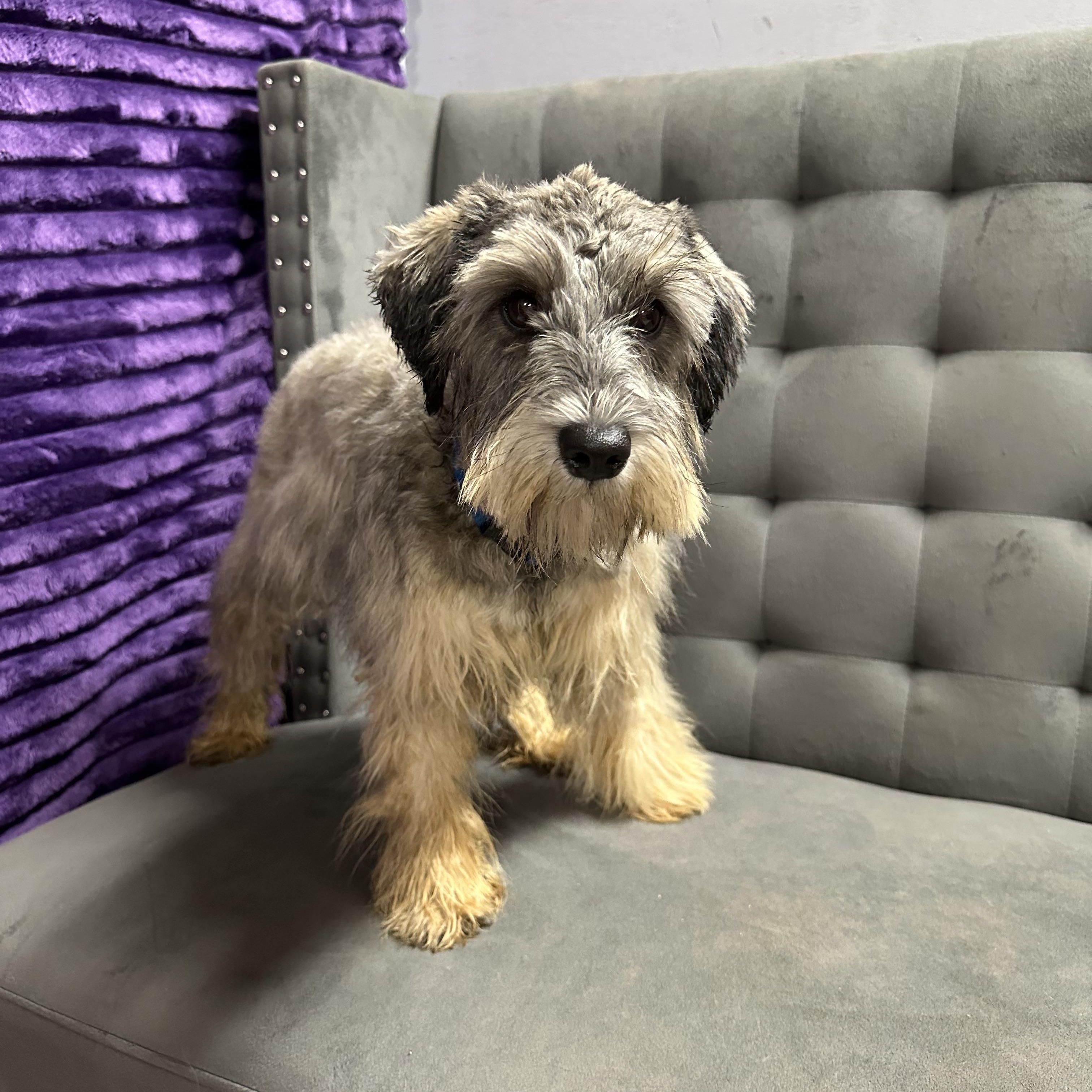 Honeysuckle-Foster Home Needed