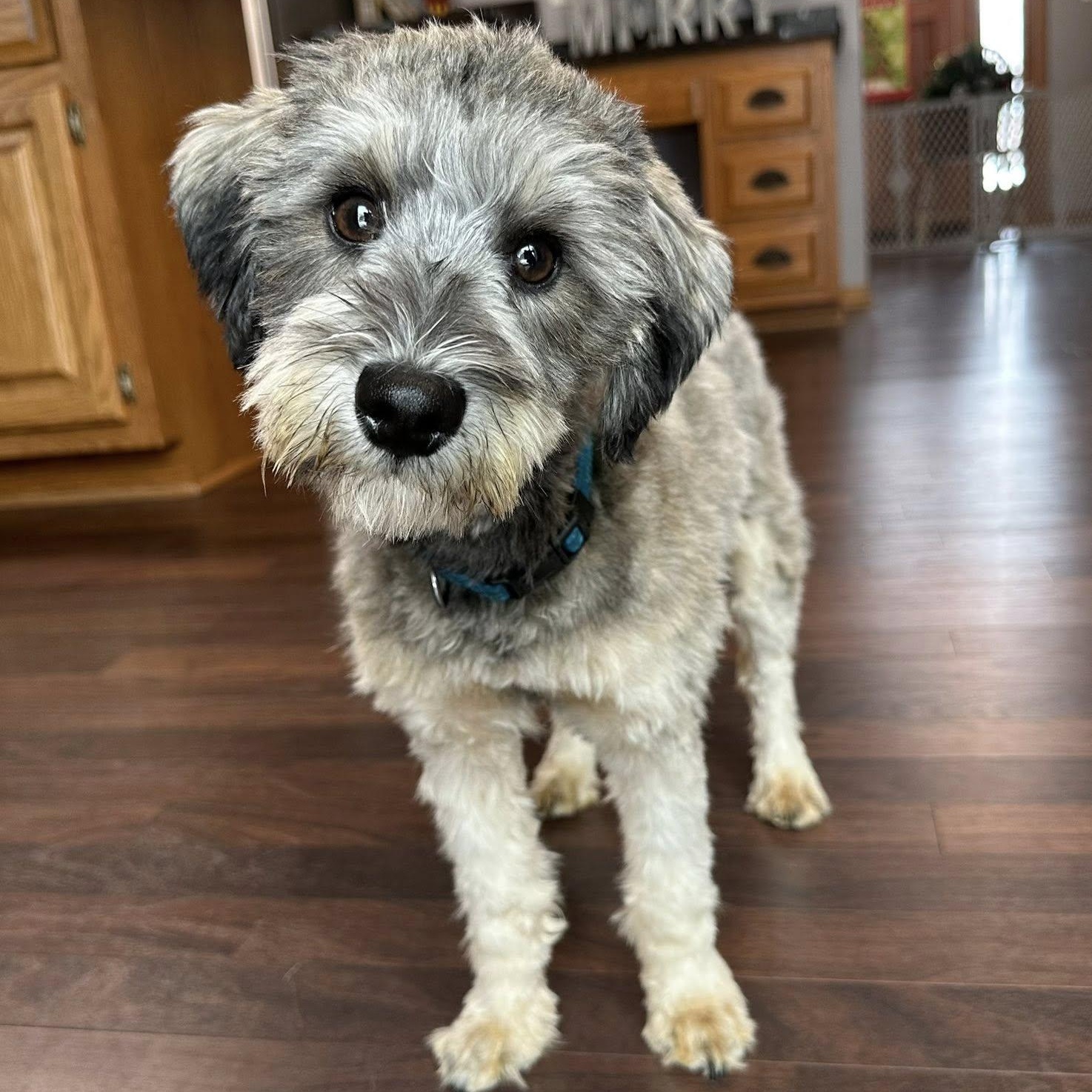 Honeysuckle-Home visit in process, Adoptable, Puppy Female Miniature Schnauzer.