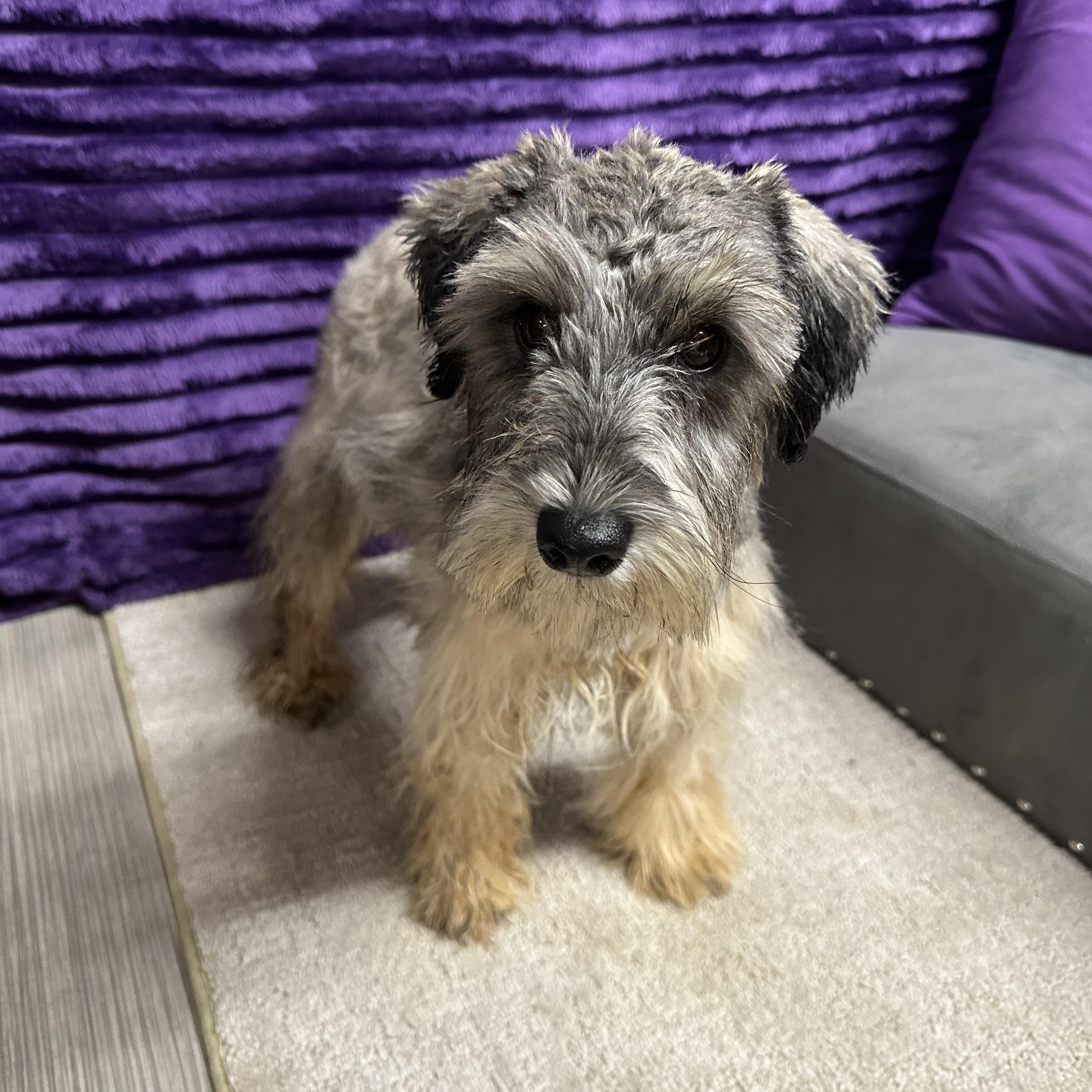 Honeysuckle-Foster Home Needed