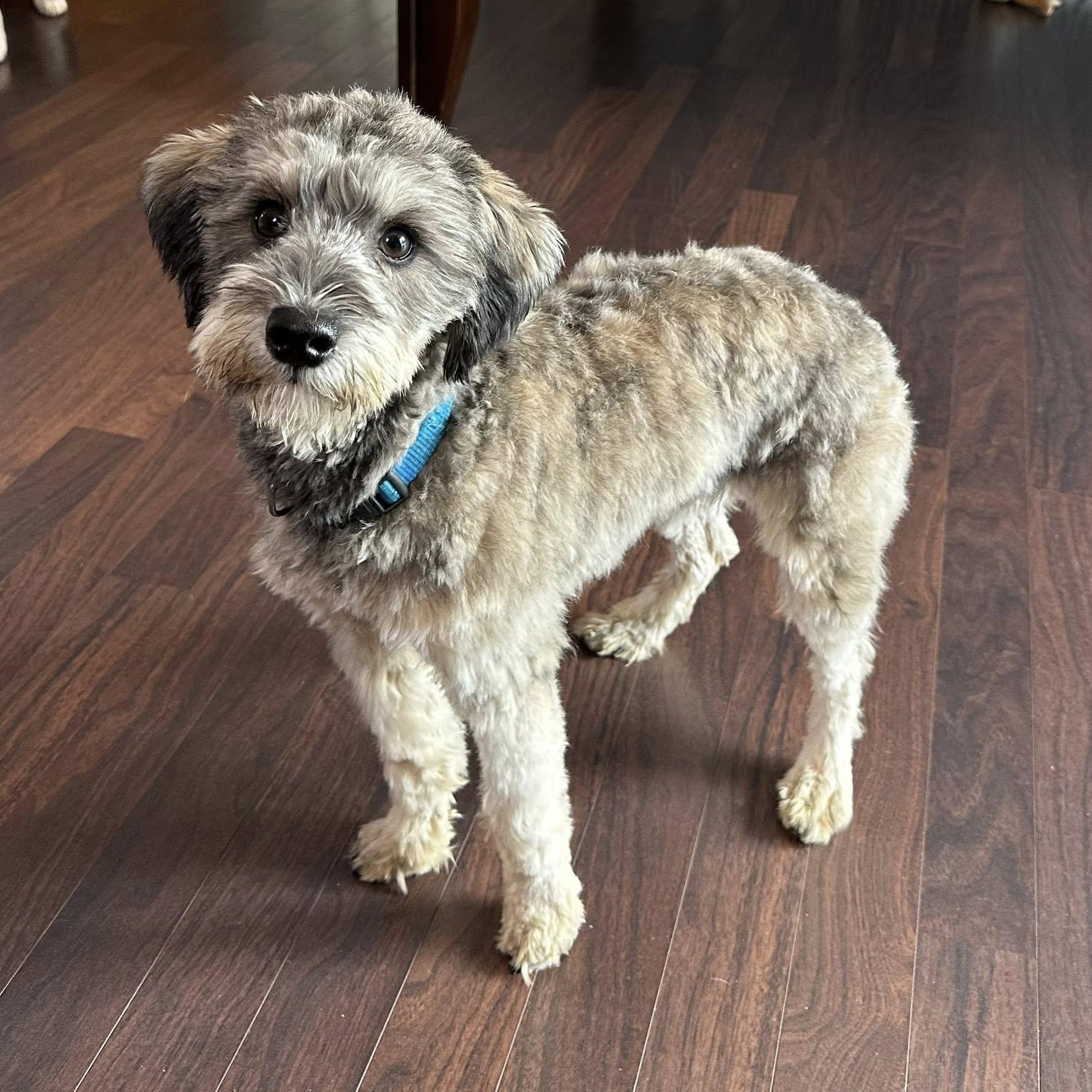 Enlarge Honeysuckle-Home visit in process, an adopted Miniature Schnauzer in Hartland, WI image 2/5