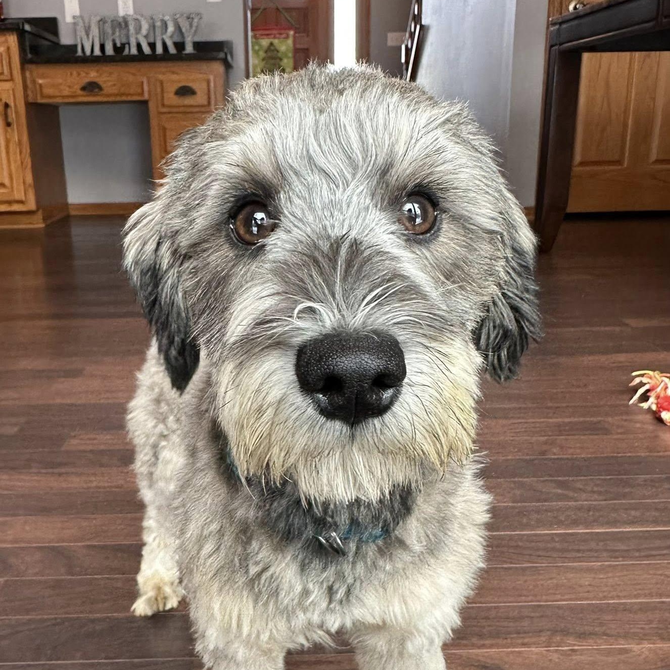 Enlarge Honeysuckle-Home visit in process, an adopted Miniature Schnauzer in Hartland, WI image 3/5