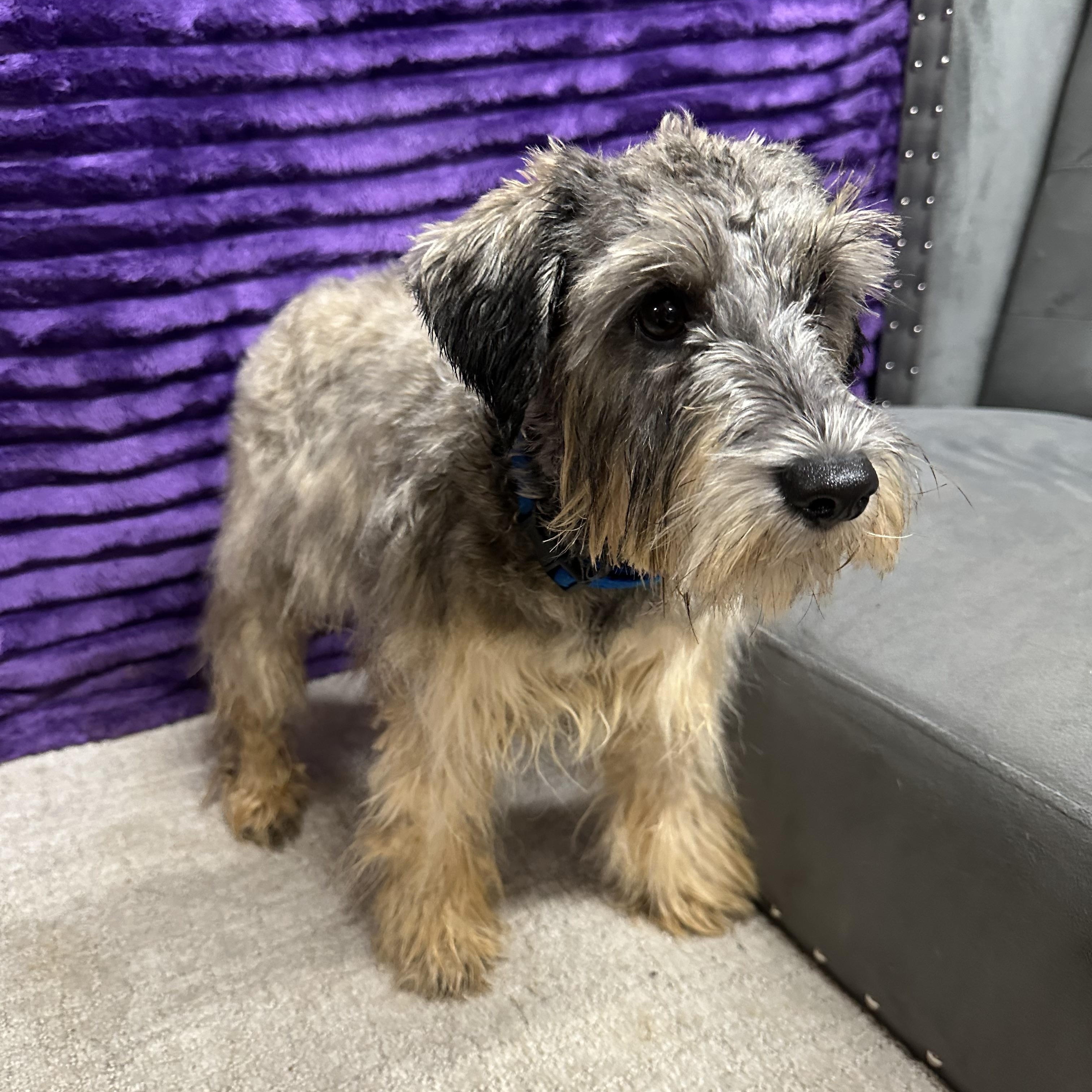 Honeysuckle-Foster Home Needed