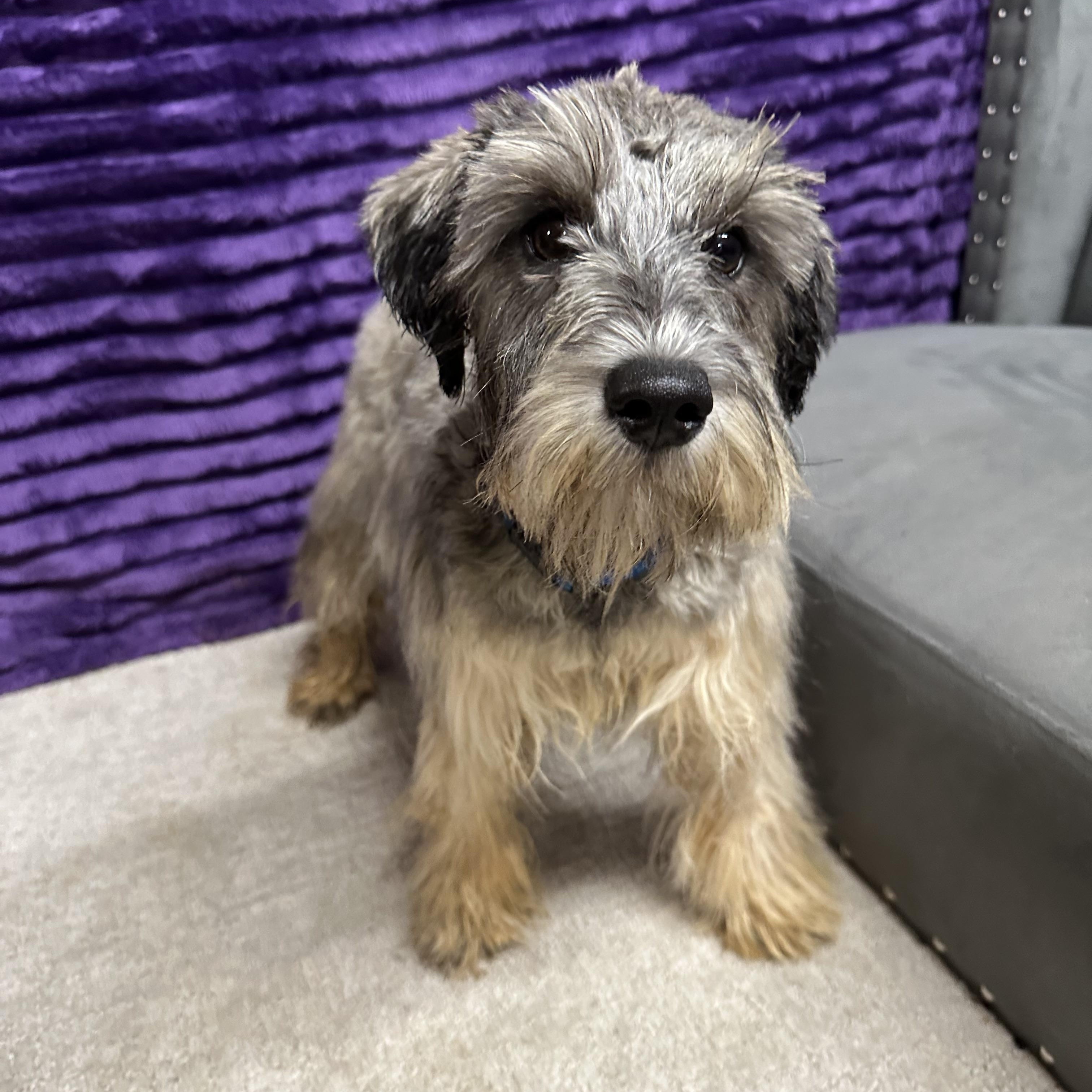 Honeysuckle-Foster Home Needed