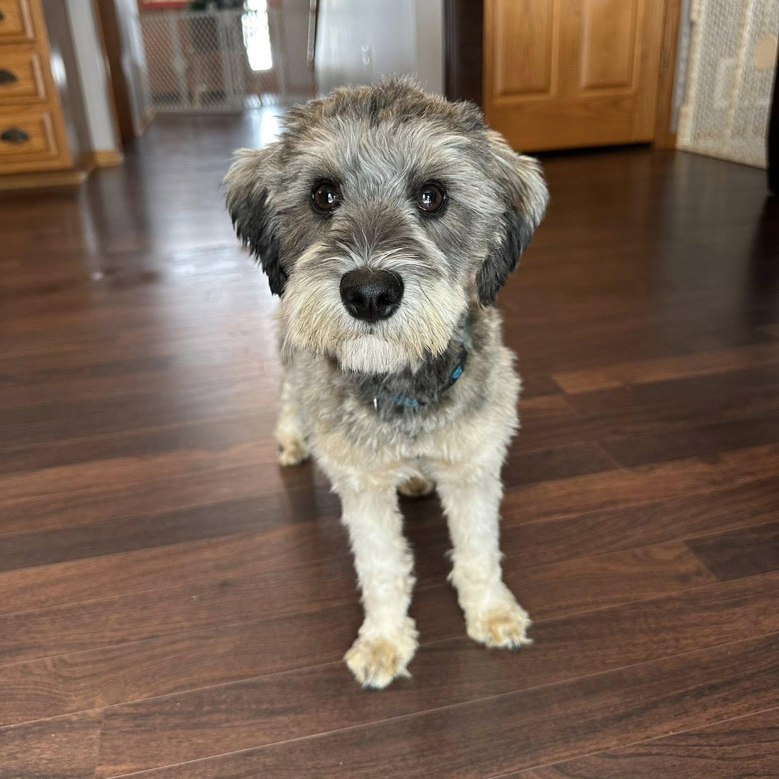 Enlarge Honeysuckle-Home visit in process, an adopted Miniature Schnauzer in Hartland, WI image 4/5