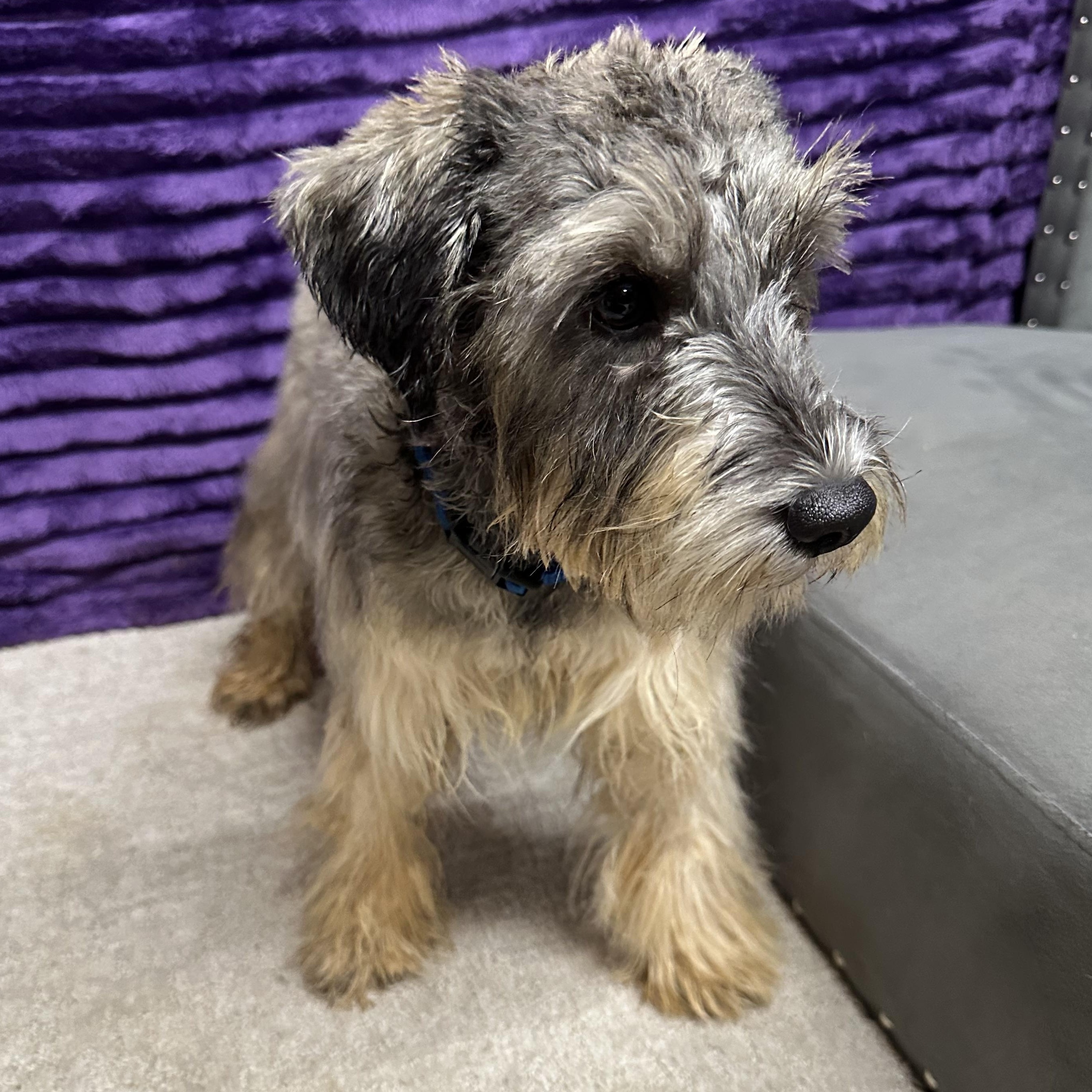 Honeysuckle-Foster Home Needed