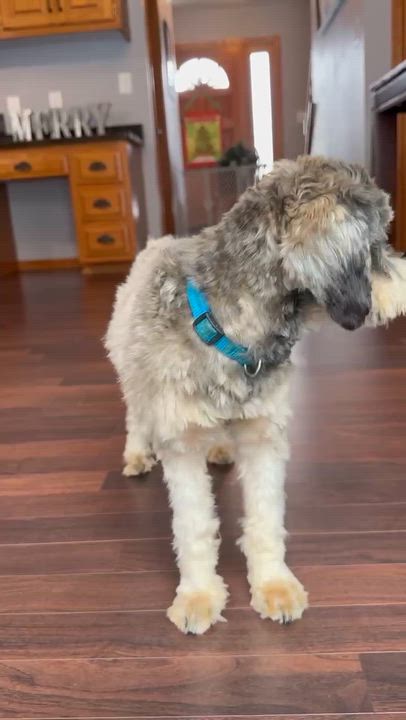 Enlarge Honeysuckle-Home visit in process, an adopted Miniature Schnauzer in Hartland, WI video 5/5