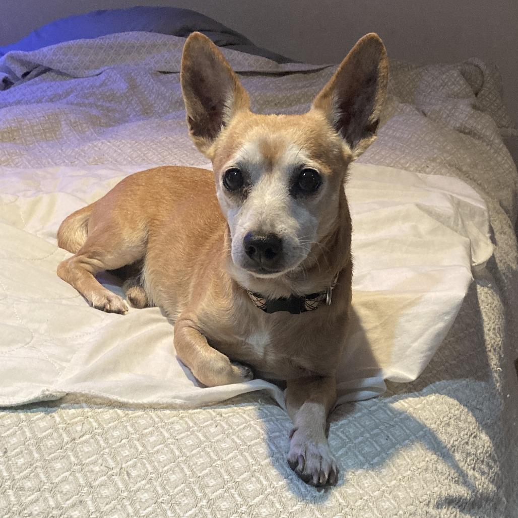 Buddy, Adoptable, Senior Male Chihuahua.