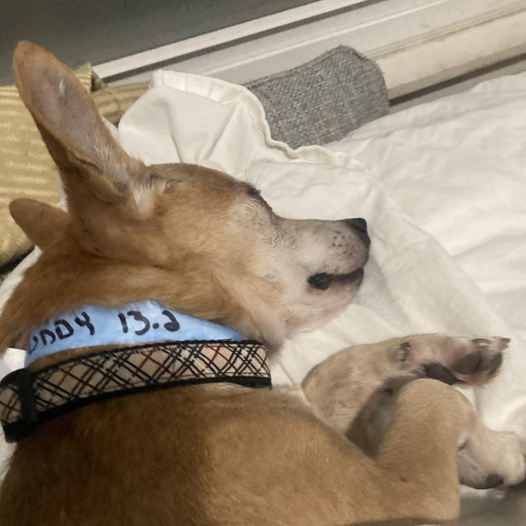 Buddy, a Adoptable Chihuahua in Chaska, MN image 2/3