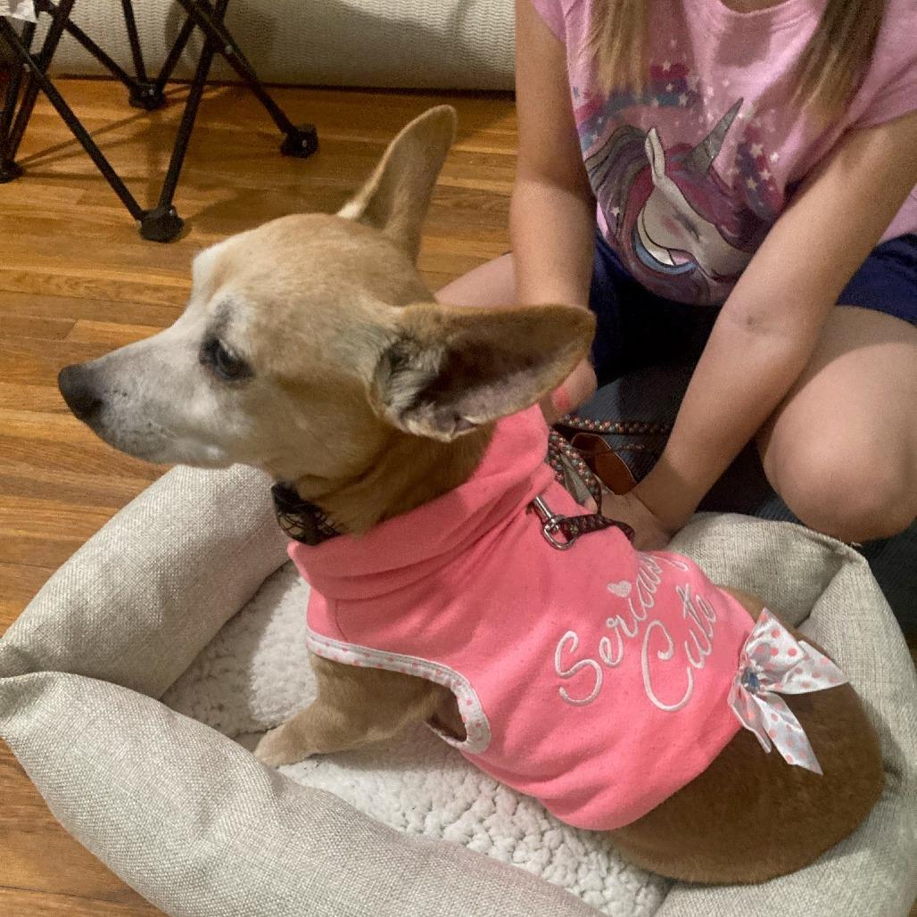 Buddy, a Adoptable Chihuahua in Chaska, MN image 3/3