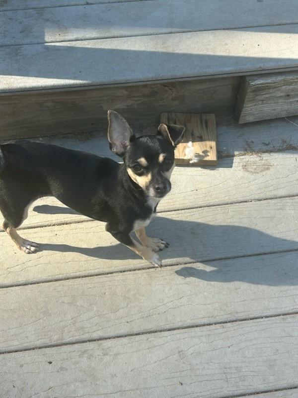 Pretty Princess P, Adoptable, Adult Female Chihuahua.