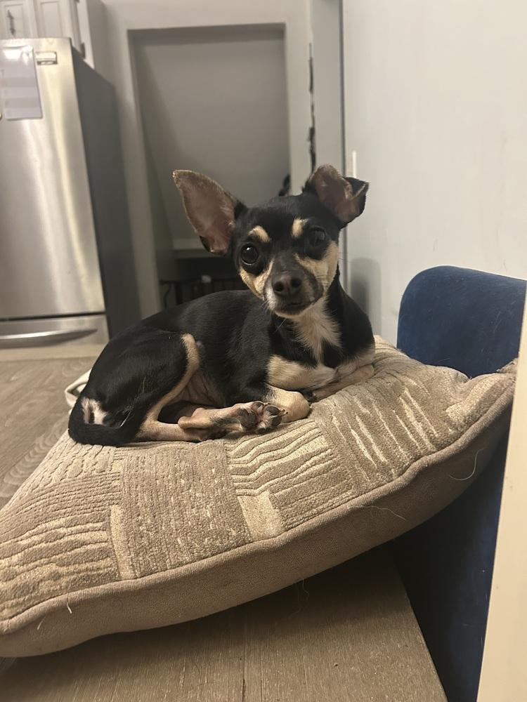 Enlarge Pretty Princess P, a Adoptable Chihuahua in Randolph, MA image 2/5