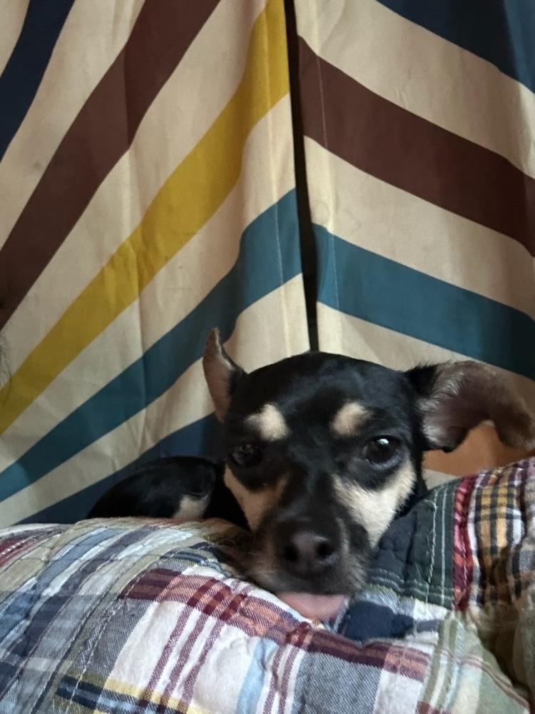 Enlarge Pretty Princess P, a Adoptable Chihuahua in Randolph, MA image 3/5