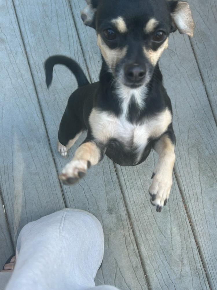 Enlarge Pretty Princess P, a Adoptable Chihuahua in Randolph, MA image 4/5