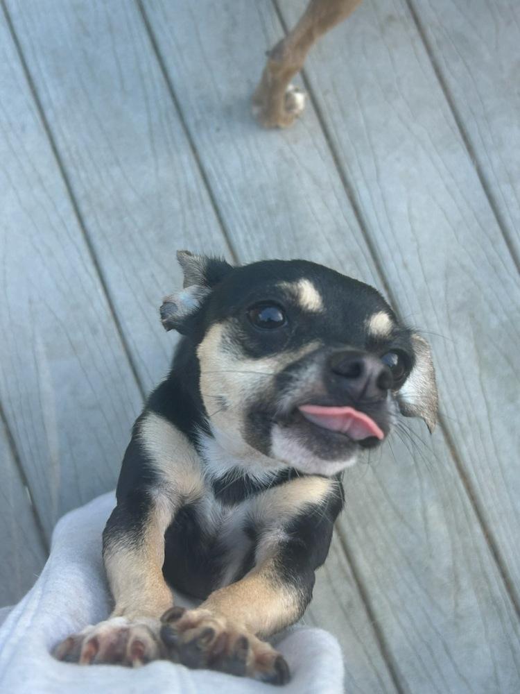Enlarge Pretty Princess P, a Adoptable Chihuahua in Randolph, MA image 5/5