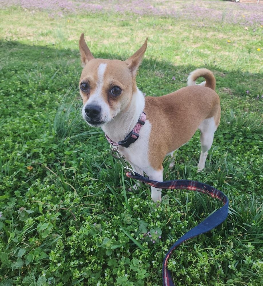Toby, Adoptable, Adult Male Chihuahua.