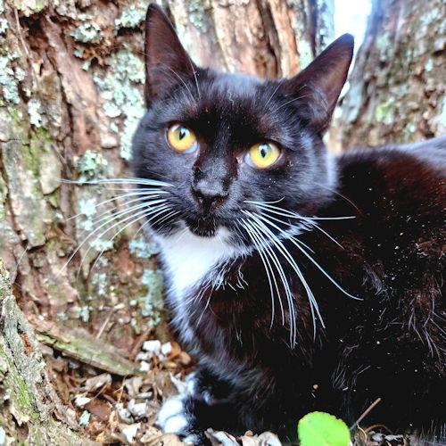 Pippa, Adoptable, Kitten Female Tuxedo.