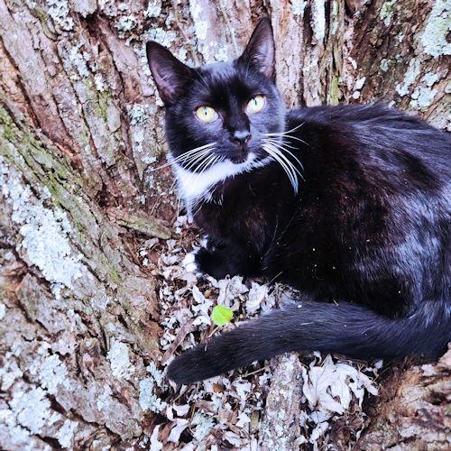 Pippa, a Adoptable Tuxedo in Rutherfordton, NC image 2/3