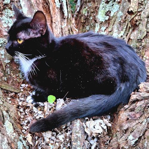 Pippa, a Adoptable Tuxedo in Rutherfordton, NC image 3/3