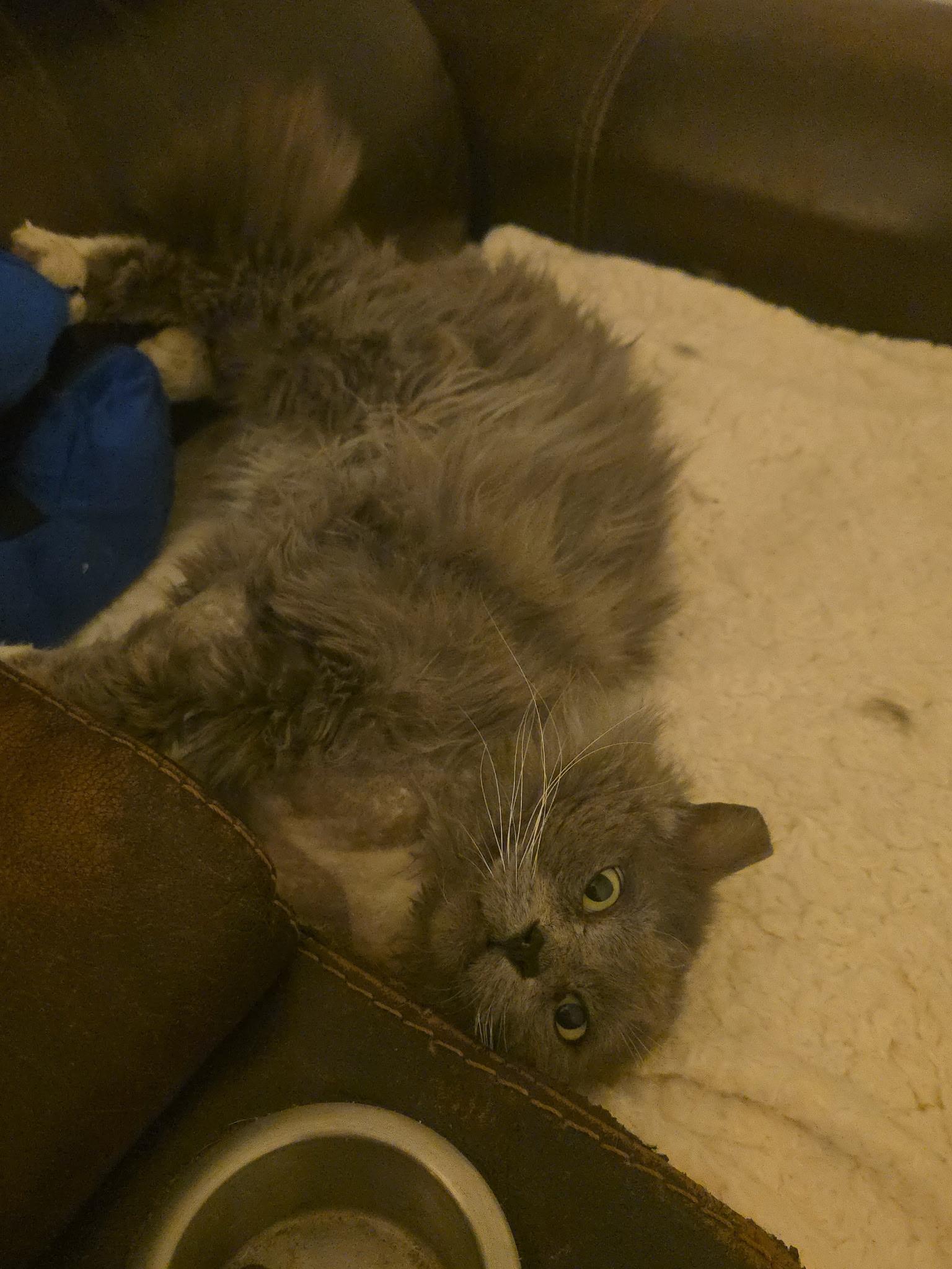 Enlarge Benson, a ADOPTABLE Domestic Long Hair in Globe, AZ image 3/3