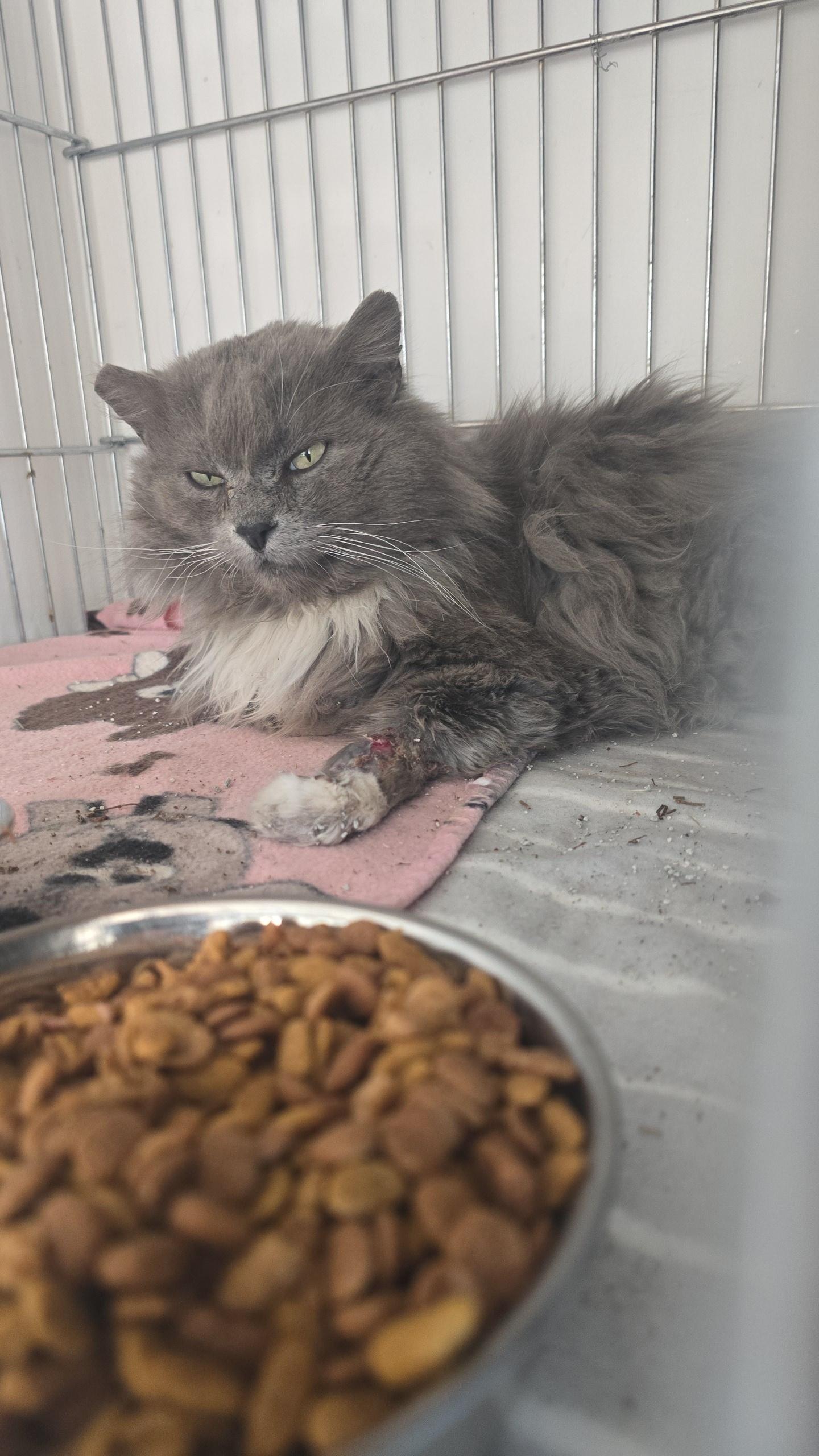 Benson, ADOPTABLE, Adult Male Domestic Long Hair.