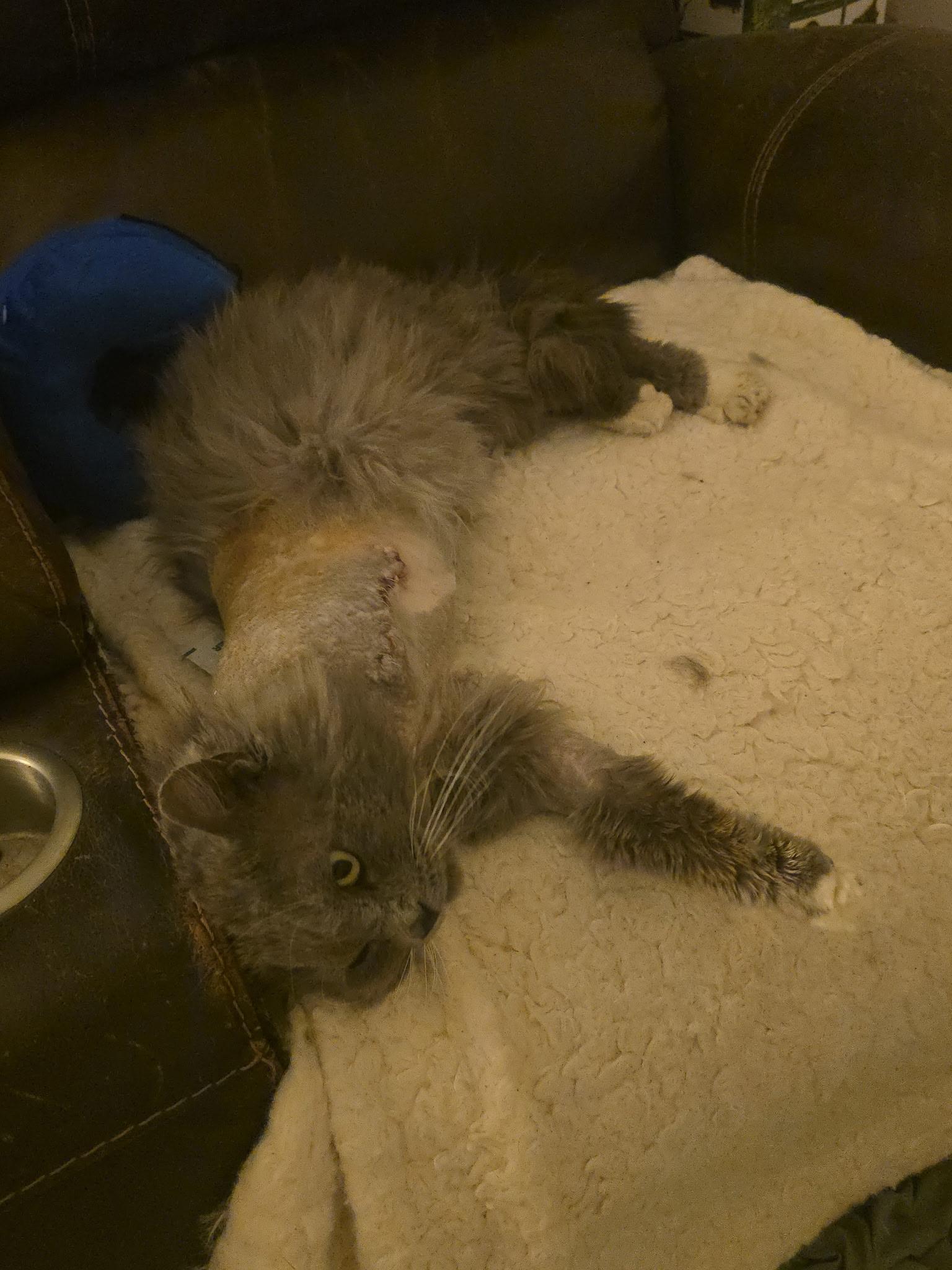 Enlarge Benson, a ADOPTABLE Domestic Long Hair in Globe, AZ image 2/3
