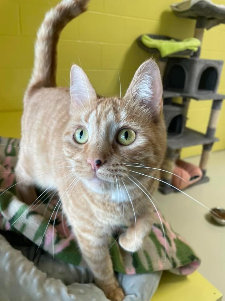 Moira, Adoptable, Adult Female Domestic Short Hair.