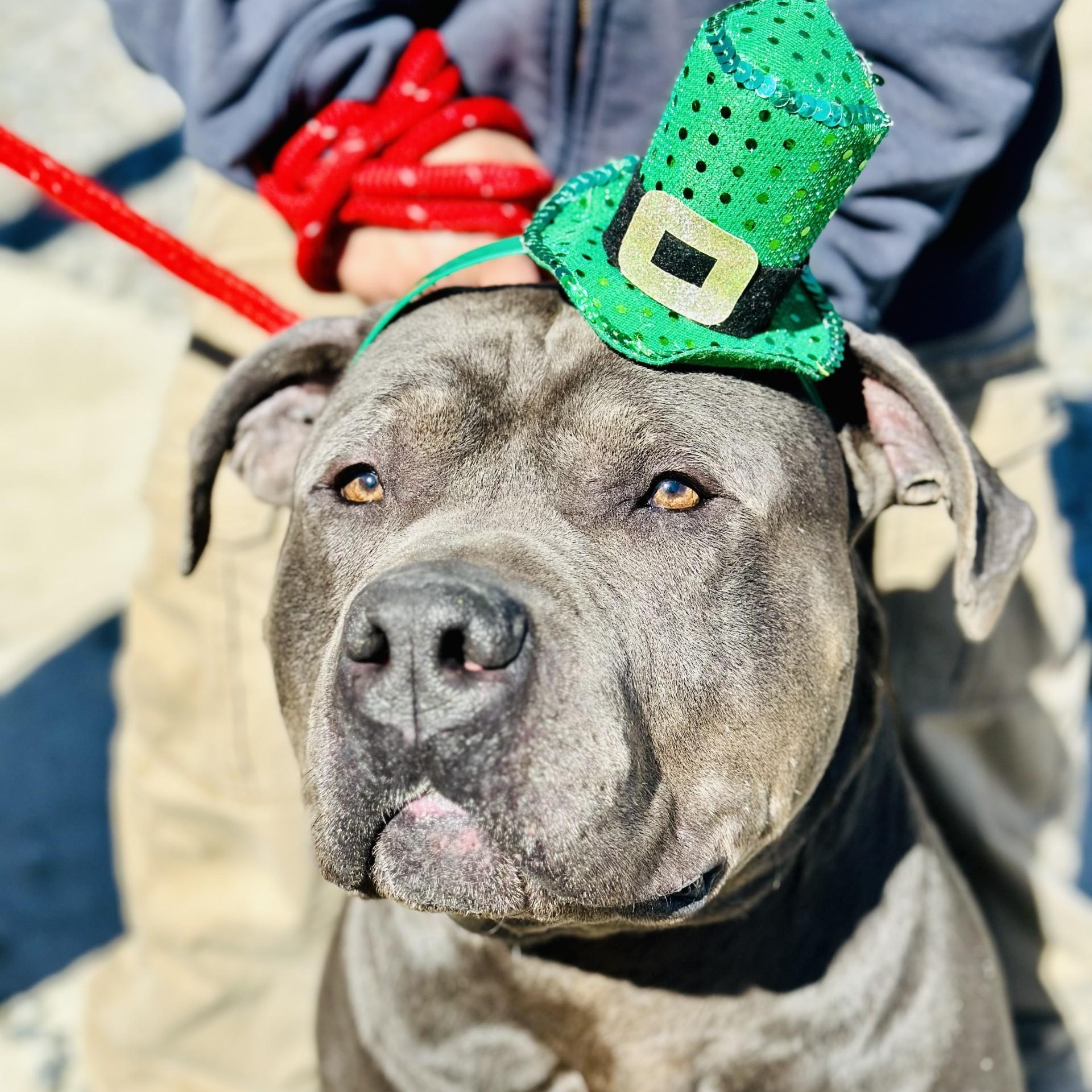 Munson , ADOPTABLE, Adult Male American Bully.