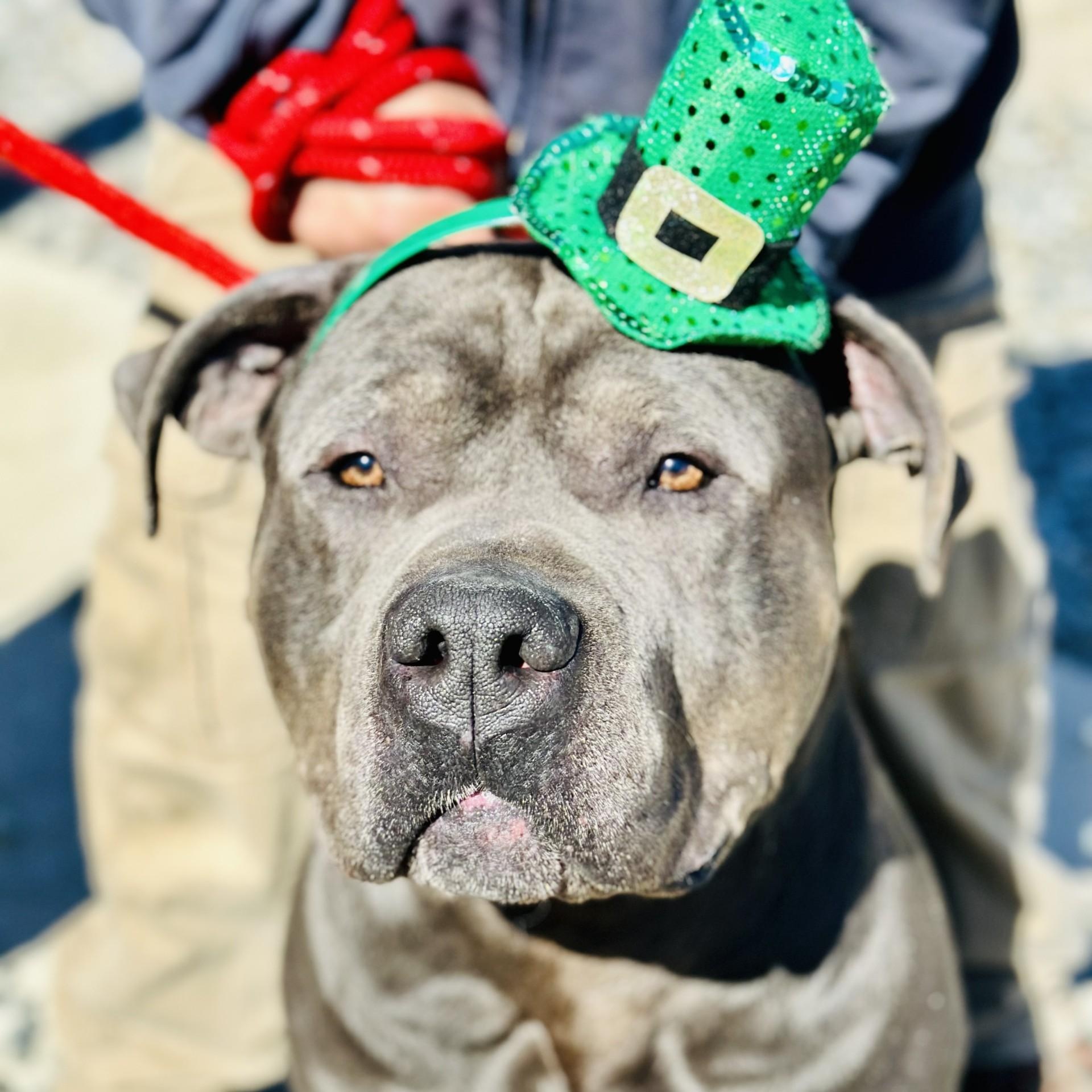 Enlarge Munson , a ADOPTABLE American Bully in Jackson, NJ image 2/2