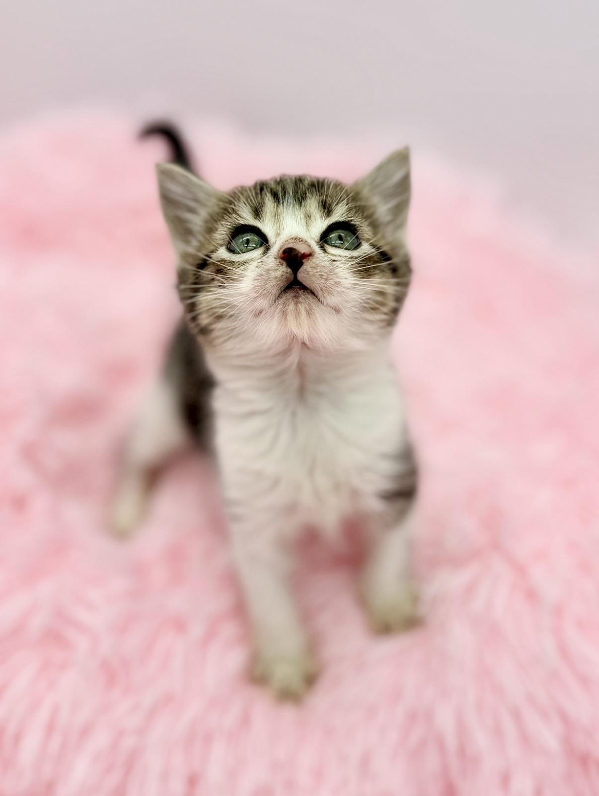 Disorderly Conduct, Adoptable, Kitten Female Domestic Medium Hair.