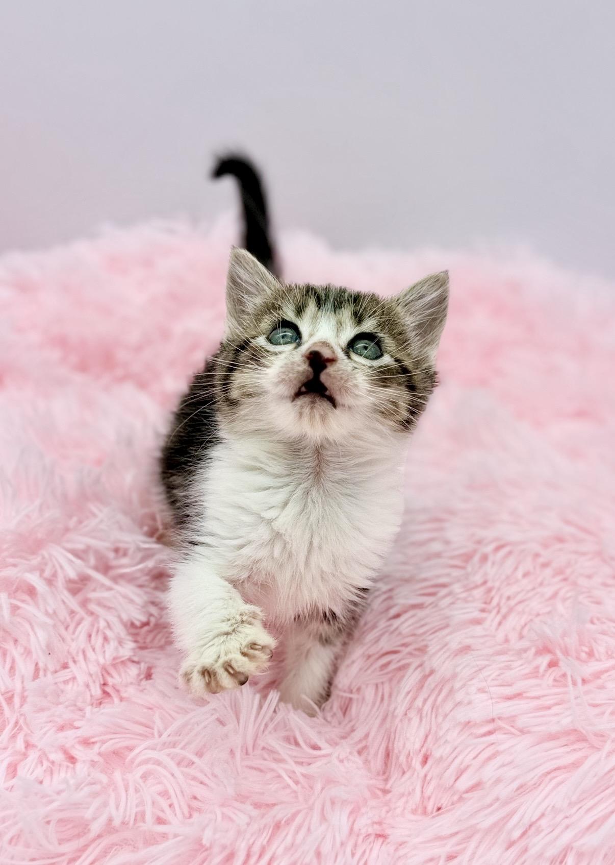 Disorderly Conduct, a Adoptable Domestic Medium Hair in Covington, LA image 4/6