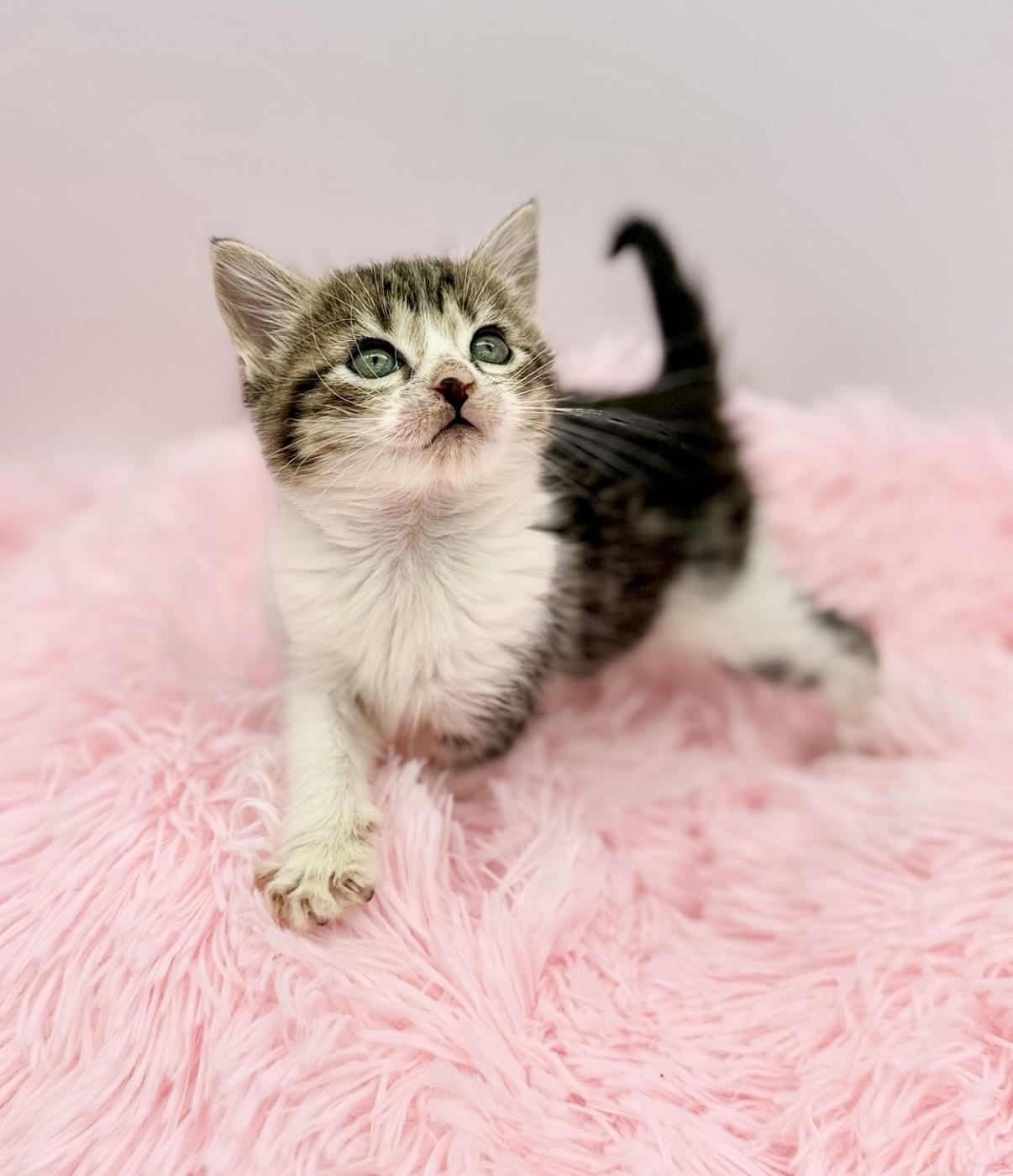 Disorderly Conduct, a Adoptable Domestic Medium Hair in Covington, LA image 6/6