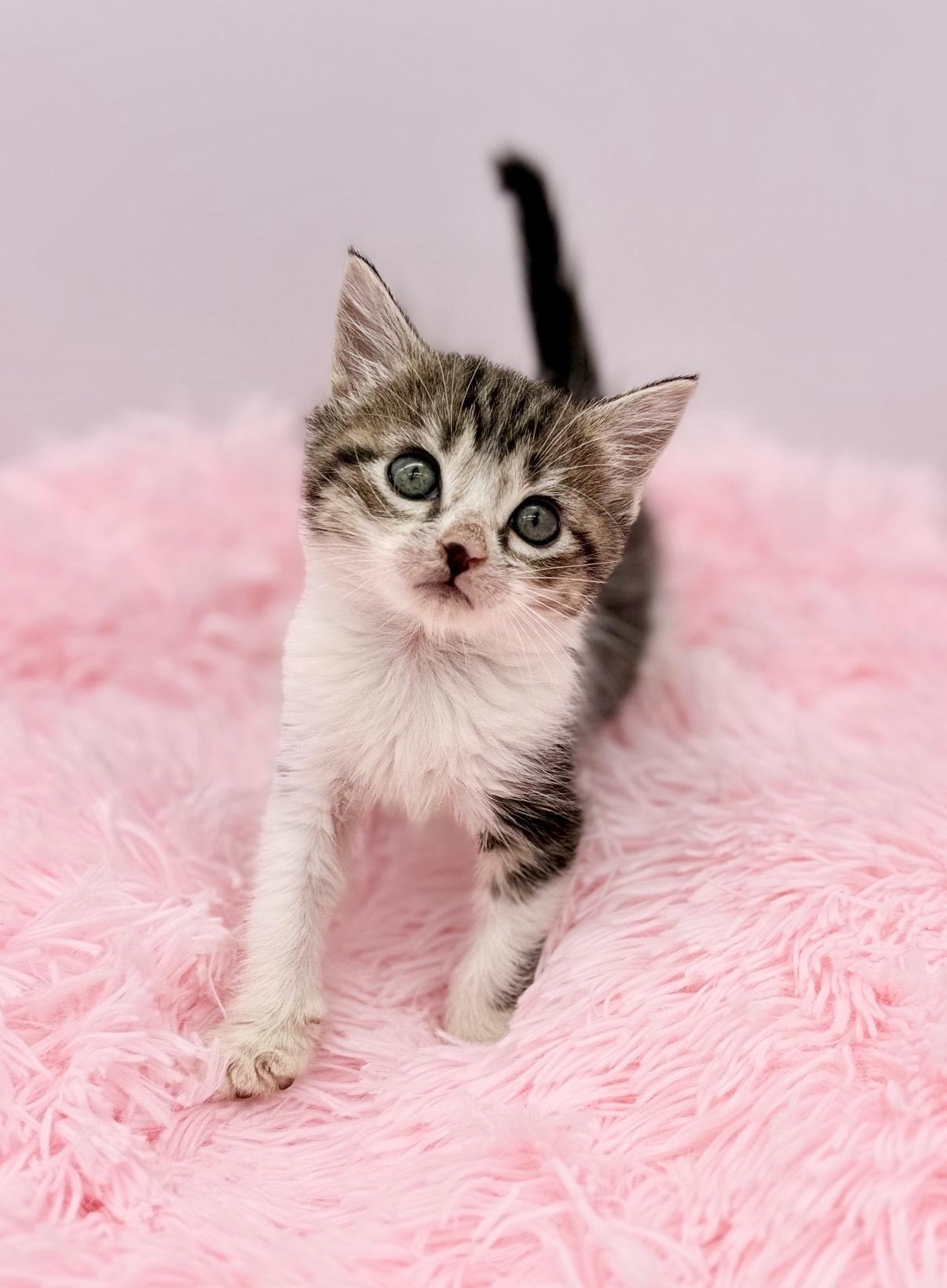 Disorderly Conduct, a Adoptable Domestic Medium Hair in Covington, LA image 5/6