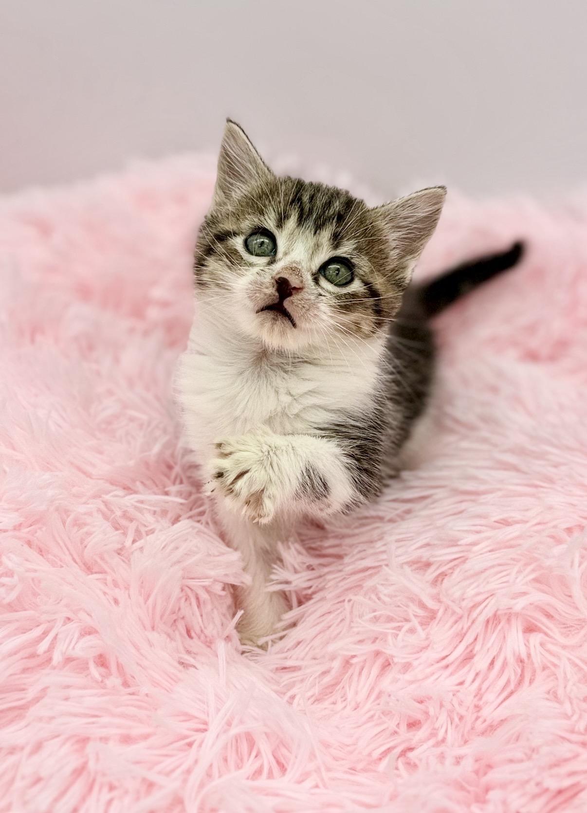 Disorderly Conduct, a Adoptable Domestic Medium Hair in Covington, LA image 3/6