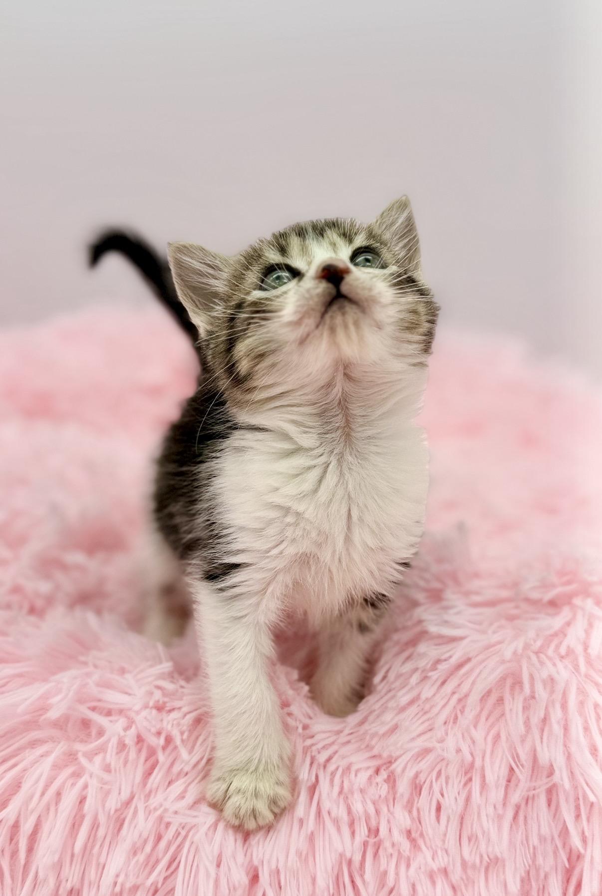 Disorderly Conduct, a Adoptable Domestic Medium Hair in Covington, LA image 2/6