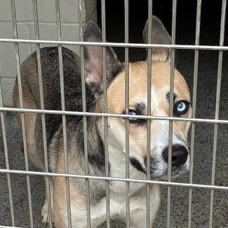Medusa, Adoptable, Young Female Mixed Breed.