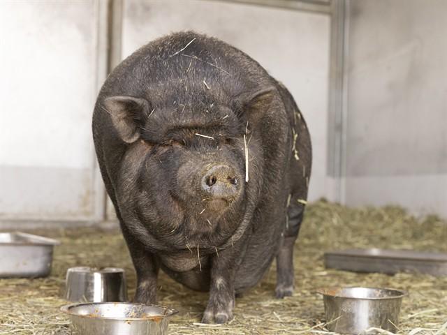 Enlarge BOSSY BETTY, a Adoptable Pig in Phoenix, AZ image 1/1