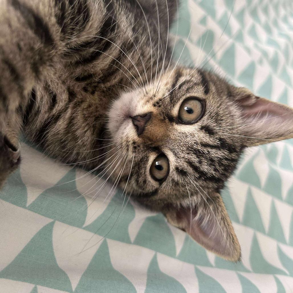 Enlarge Gnocchi, a Adoptable Domestic Short Hair in Forest Hills, NY image 1/6