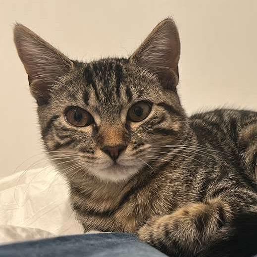 Enlarge Gnocchi, a Adoptable Domestic Short Hair in Forest Hills, NY image 2/6