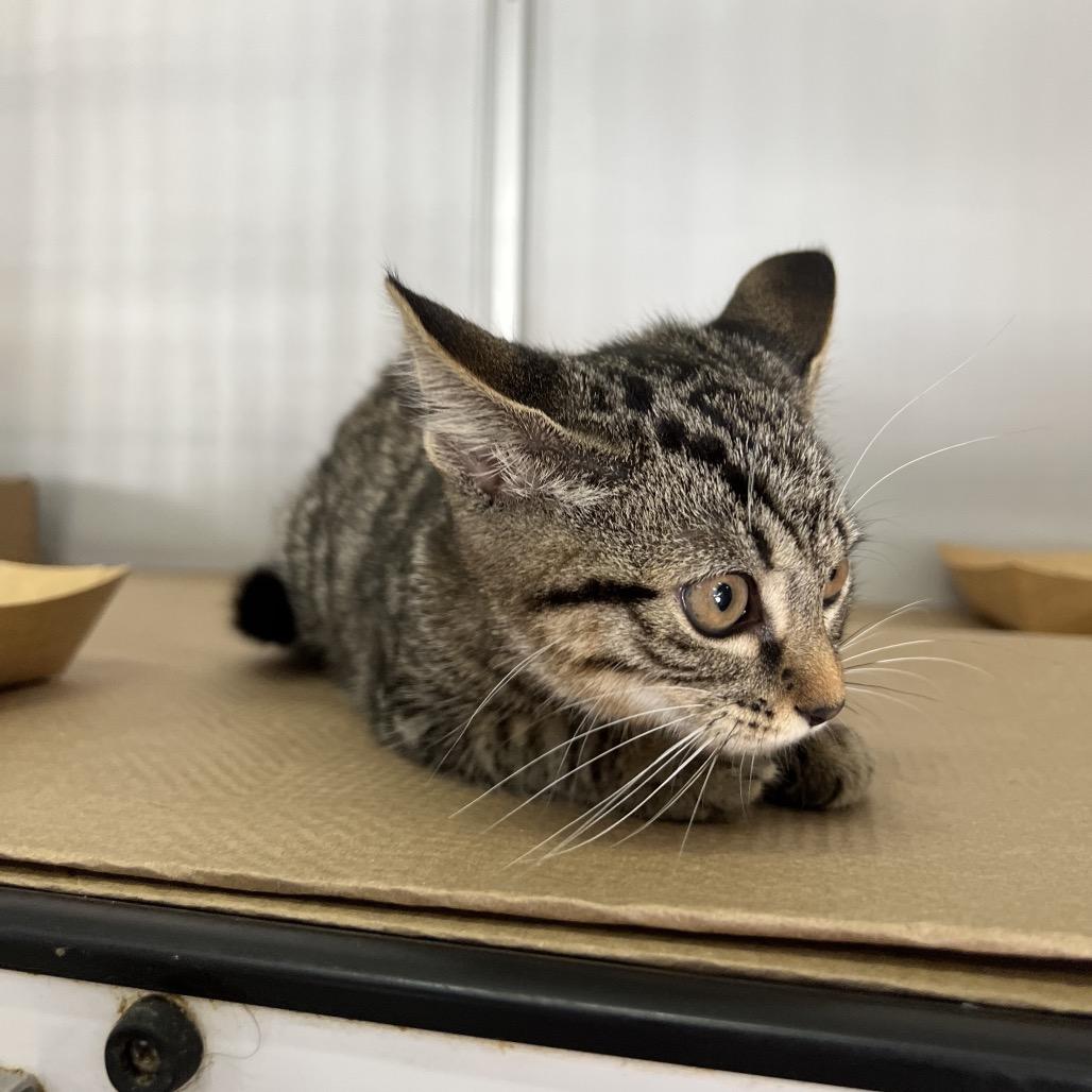 Gnocchi, a Adoptable Domestic Short Hair in Forest Hills, NY image 3/6