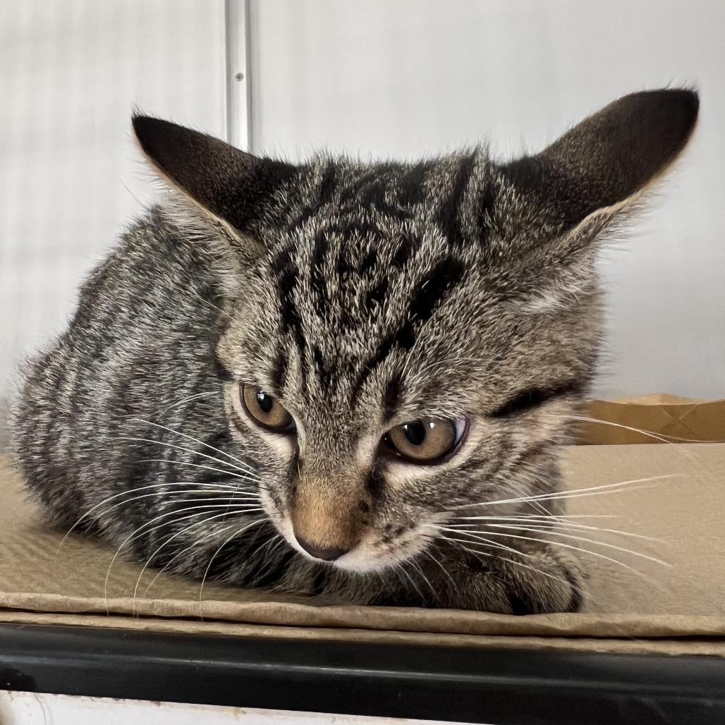 Gnocchi, a Adoptable Domestic Short Hair in Forest Hills, NY image 4/6