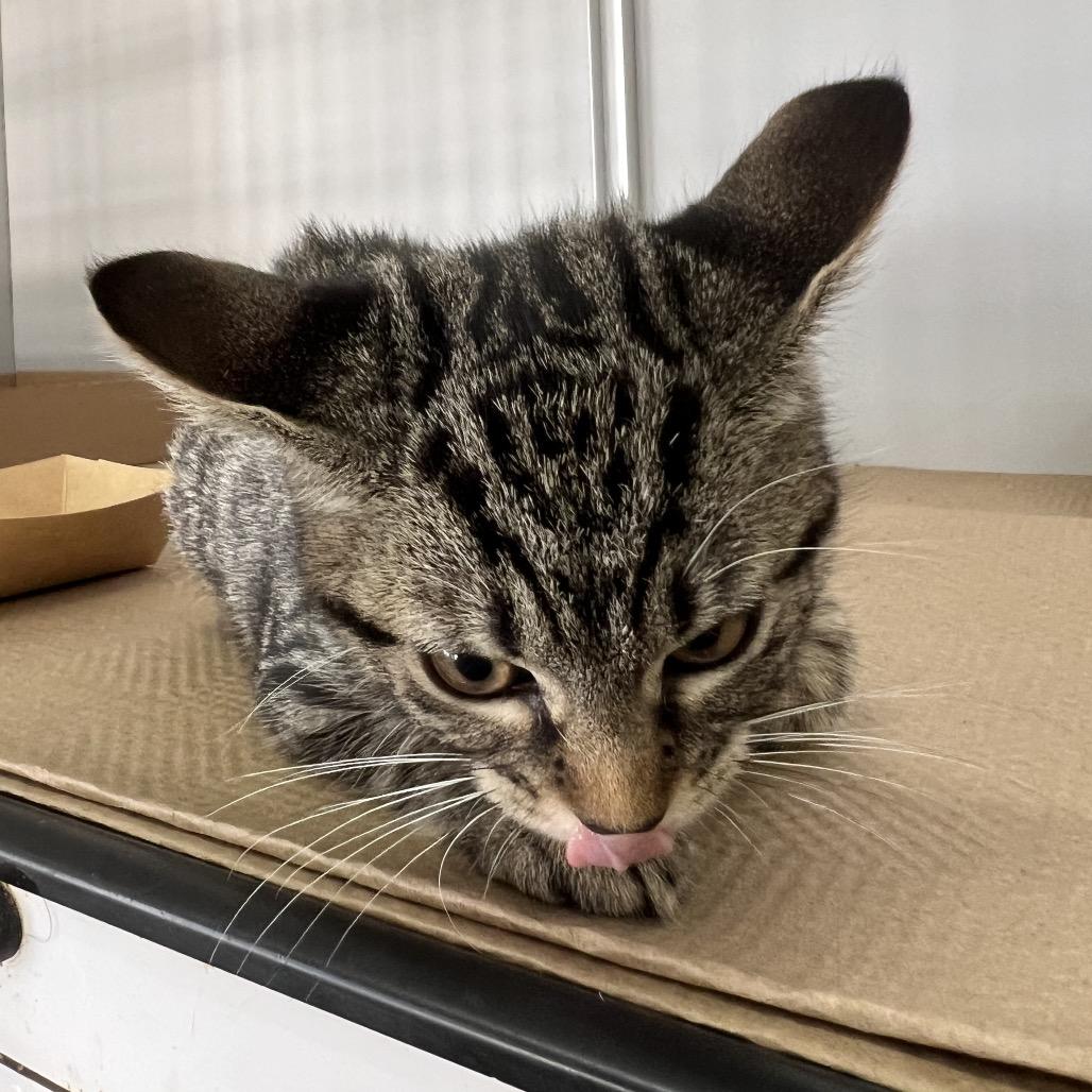 Gnocchi, a Adoptable Domestic Short Hair in Forest Hills, NY image 5/6