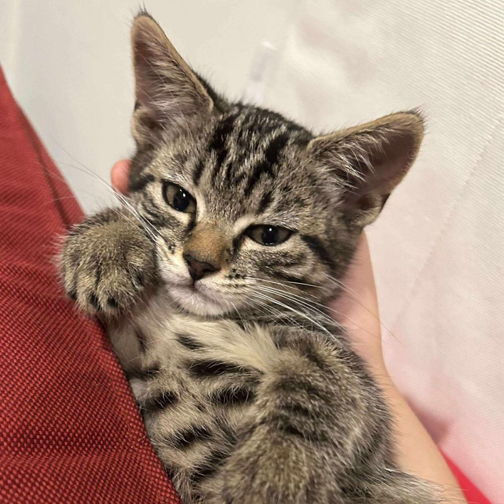 Enlarge Gnocchi, a Adoptable Domestic Short Hair in Forest Hills, NY image 3/6