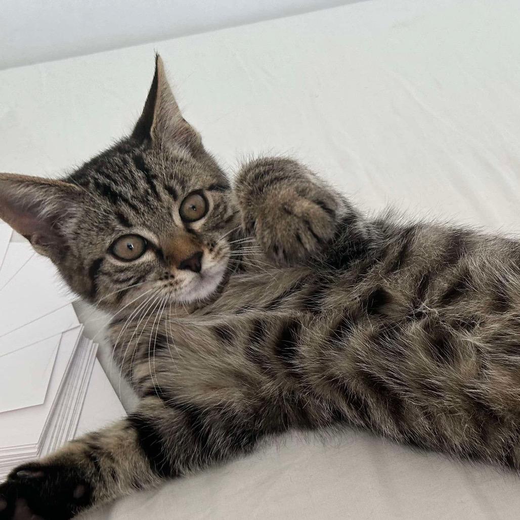 Enlarge Gnocchi, a Adoptable Domestic Short Hair in Forest Hills, NY image 4/6