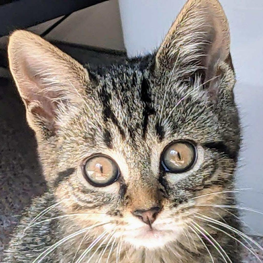 Gnocchi, a Adoptable Domestic Short Hair in Forest Hills, NY image 6/6